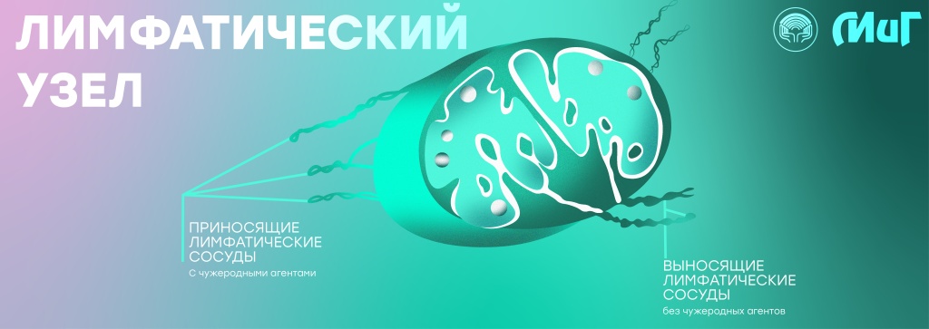 Лимф.jpg Лимф.jpg